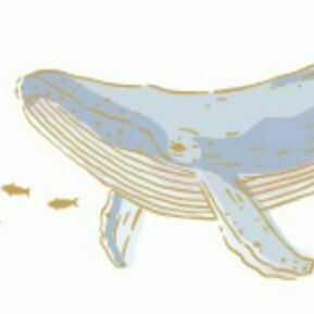 04 Whale