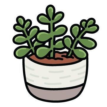 21 Jade Plant