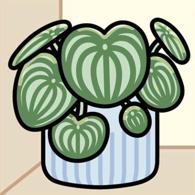 04 Watermelon Peperomia