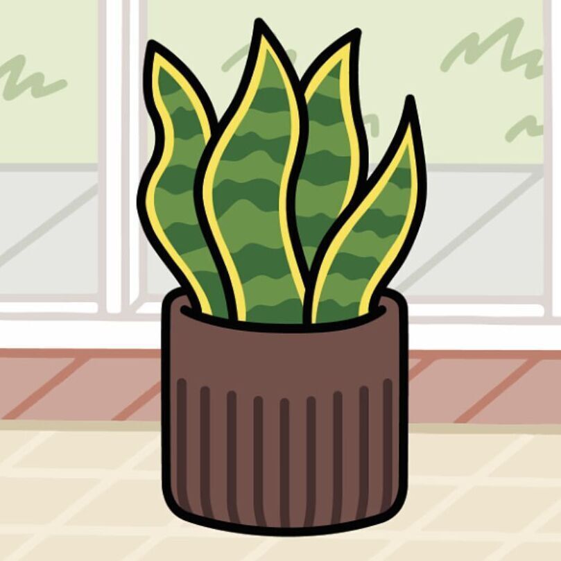 06 Snake Plant