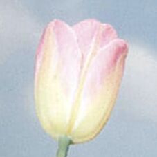Serenity Tulip