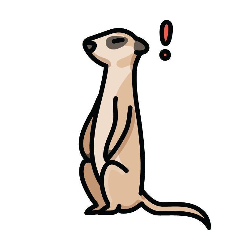 06 Meerkat