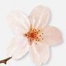 Cherry Blossom (White)