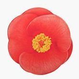 Camellia (Red)