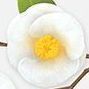 Camellia (White)