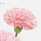 Carnation (Pink)