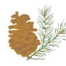 04. Pine Cone